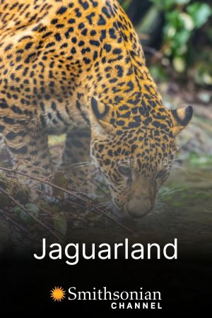 Xem phim Jaguarland